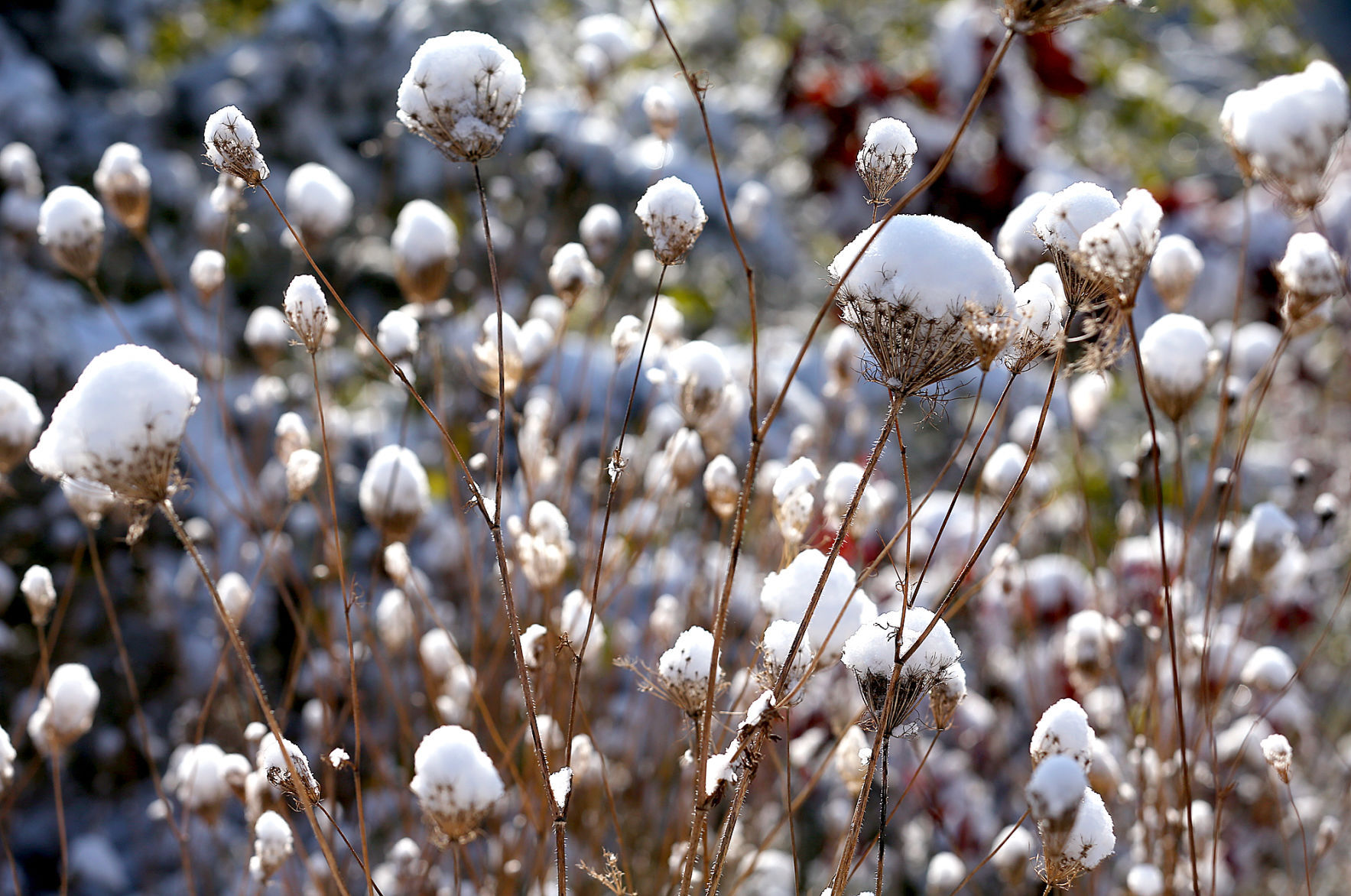 Queen Anne's lace